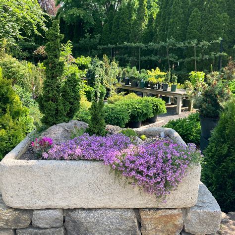 rock garden plants 9