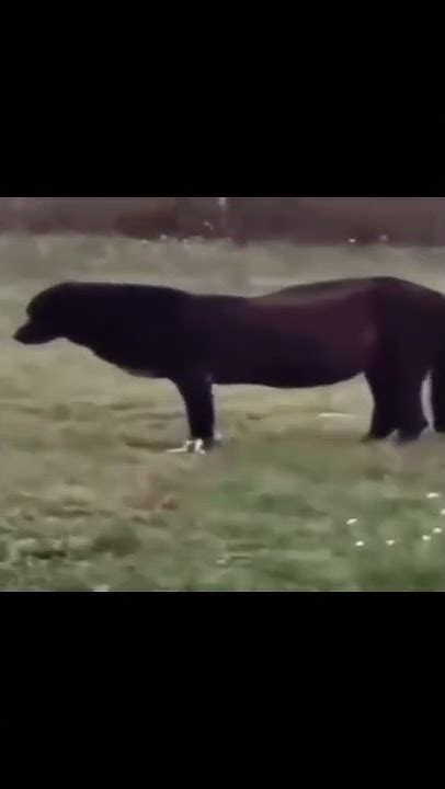 Failed Skinwalker Transformation Youtube