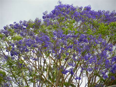 Free Jacaranda Tree (Bignoniaceae) Stock Photo - FreeImages.com