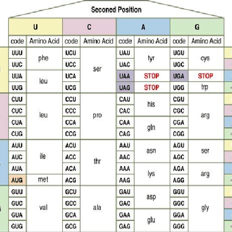 Dna And Rna Codon Table | Elcho Table