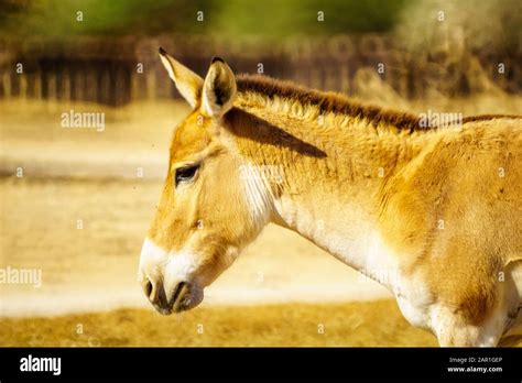 Onager Hemione Or Asiatic Wild Ass In The Yotvata Hai Bar Nature Reserve The Arava Desert