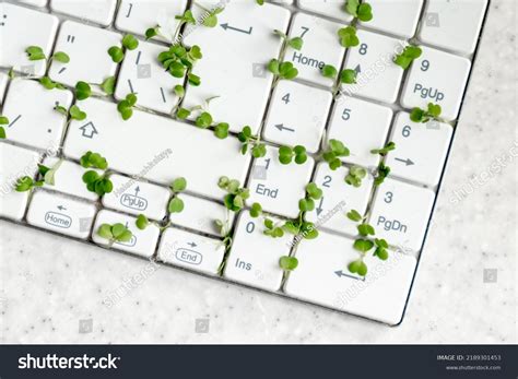 White Keyboard Sprouts Keyboard Pollution Stock Photo