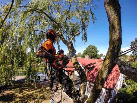 Tree Climbing Ropes - Marlow Ropes Inc