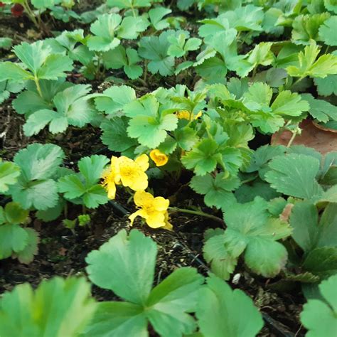 Waldsteinia bestellen? Biologische Tuinplanten – Sprinklr