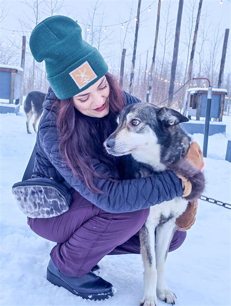 Dog Sponsorship- Koala Bear - Alaska Dog Center Dog Sled Tours, Cafe