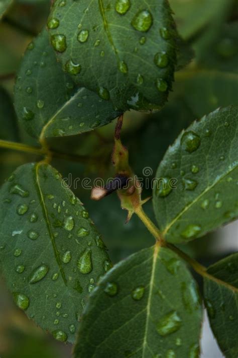 Hoja Verde Con Descensos Del Agua De Lluvia Foto De Archivo Imagen De