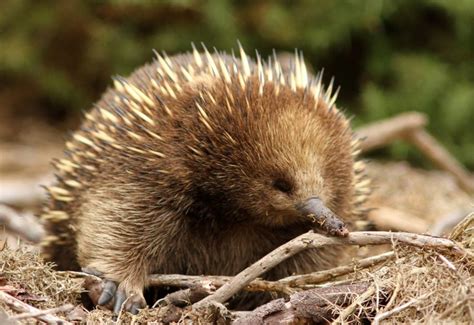 No Kidding An Echidna The Adirondack Almanack