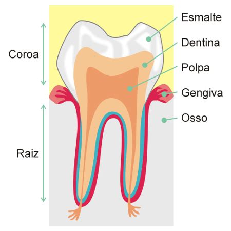 Internamente Os Dentes São Formados Principalmente Por Creatinina E Glutamina - Estrutura básica dos dentes - Biologia Net