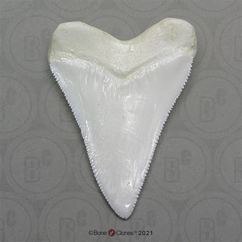 Great White Shark Tooth (Replica) | Great white shark teeth, White ...