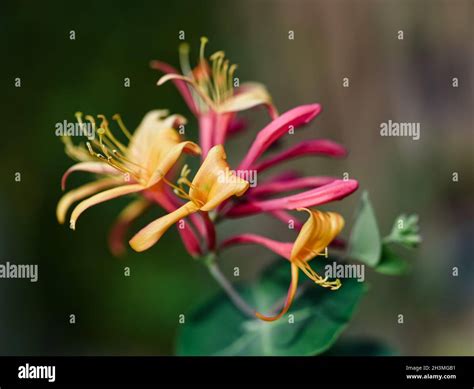 Honeysuckle vine hi-res stock photography and images - Alamy