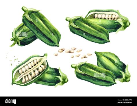 Sesame Green Pods With Seed Set Watercolor Hand Drawn Illustration