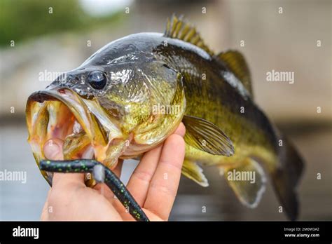 largemouth bass held  hand   mouth stock photo alamy