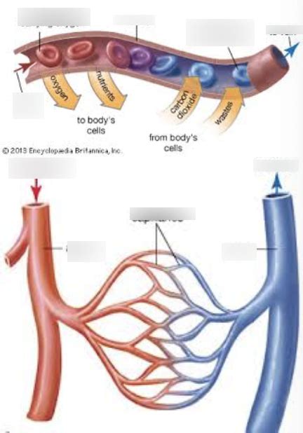 Blood Vessel Ppt Fig 2 Diagram Quizlet