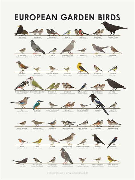 Identification Chart for European Songbirds on Behance