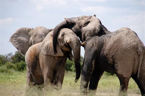 Conheça Os Cinco Grandes Animais Da África Petz