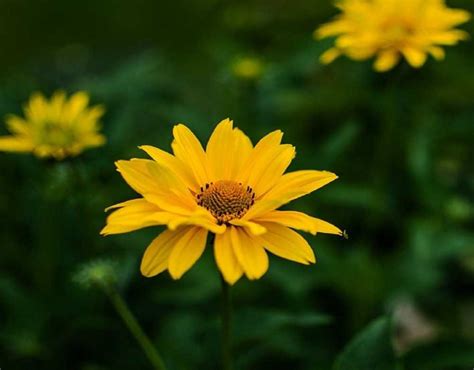 Желтая ромашка многолетняя фото: Ромашка желтая многолетняя Садовая ...