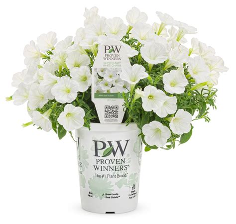 Supertunia Mini Vista® White Petunia | Plant Addicts