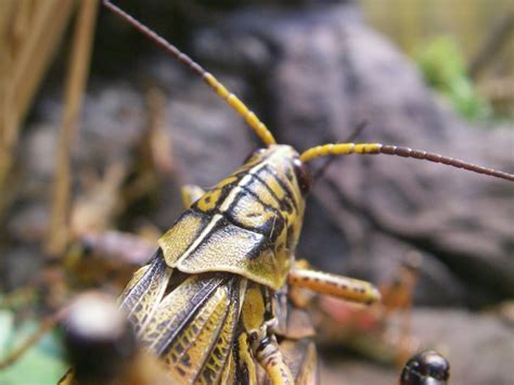 Grasshopper Closeup Free Photo Download | FreeImages