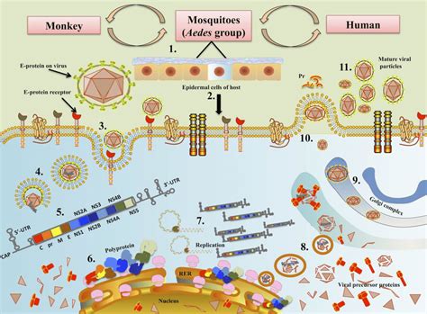 Figure S1 Zika Virus Life Cycle And Its Circulation In Secondary Host