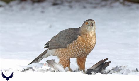 Hawks in Florida: 9 Hawk Species in Florida to Know 2024