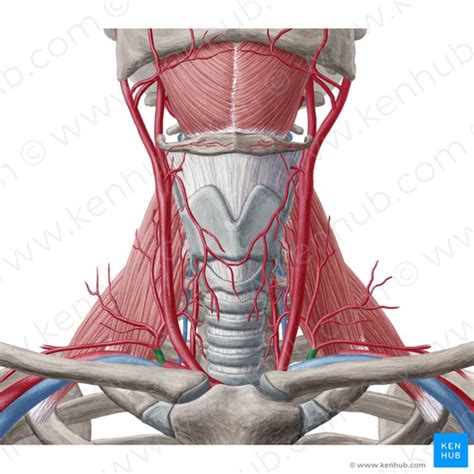 Artery Upper Extremity Flashcards Quizlet