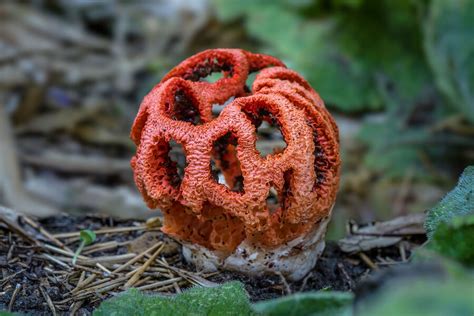 Эксперт рассказал о необычных грибах, которые заполонили леса юга ...