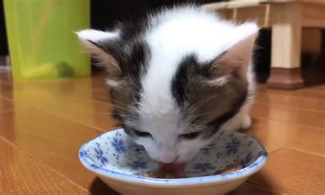 ご飯が終わればトイレだよ。子猫ちゃんの賢くて可愛らしい行動。 ｜ ニャンコ大好き倶楽部 〜猫ちゃんは天使です〜