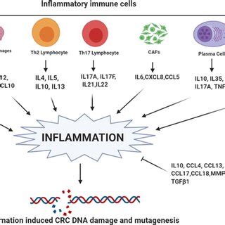 Cytokines And Chemokines As Inducers Of Inflammation Different Immune