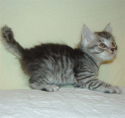 Siberian Kittens For Sale | Traditional Siberian Forest Cats