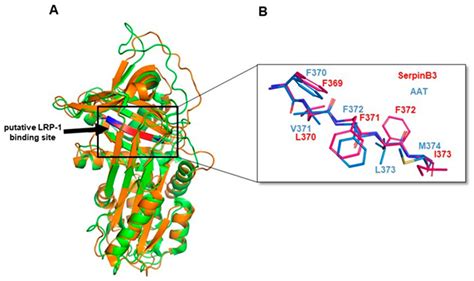 SerpinB3 Upregulates Low-Density Lipoprotein Receptor-Related Protein ...