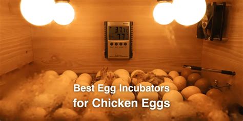 Top Best Incubators For Hatching Chicken Duck Quail Eggs