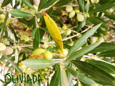 Why Olive Tree Leaves Turning Yellow? Reasons | Prevention