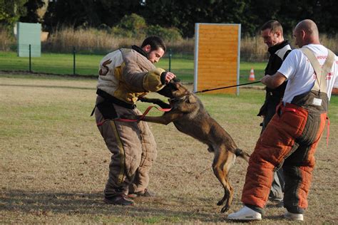 Qui Sommes Nous Vente De Chiens Dress S Pour La Garde Et La