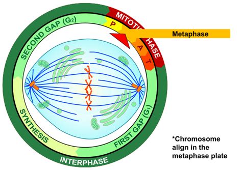 Filemetaphase Eukaryotic Mitosissvg Wikimedia Commons