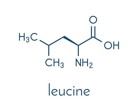 Leucine - compedium