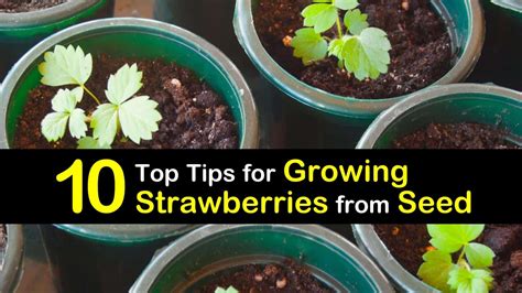 10 Easy Tips for Growing Strawberries from Seeds