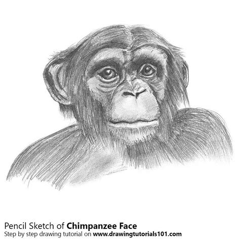 Pencil Sketch of Chimpanzee Face - Pencil Drawing | Face pencil drawing ...