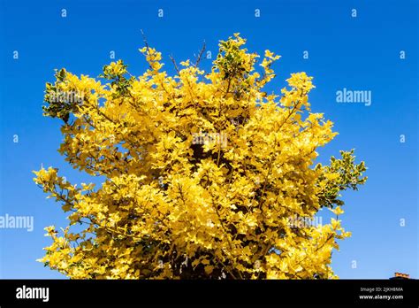 Ginkgo Biloba Autumn Gold Ginkgo Tree Stock Photo Alamy