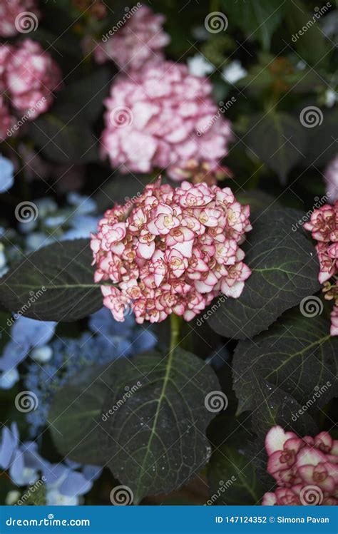 Fim Da Flor Do Macrophylla Da Hort Nsia Acima Foto De Stock Imagem De