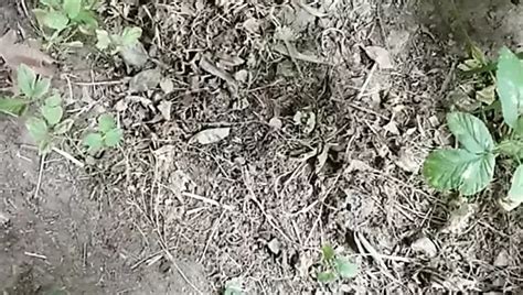 Converse All Star Chucks Gay Chubby Amateur Porn Feat Adidasmicha XHamster