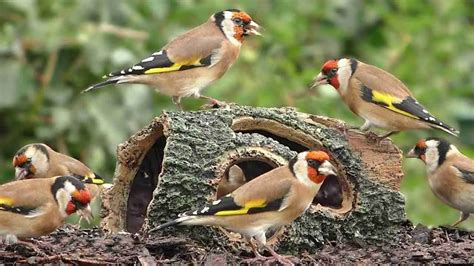 What do goldfinches eat?