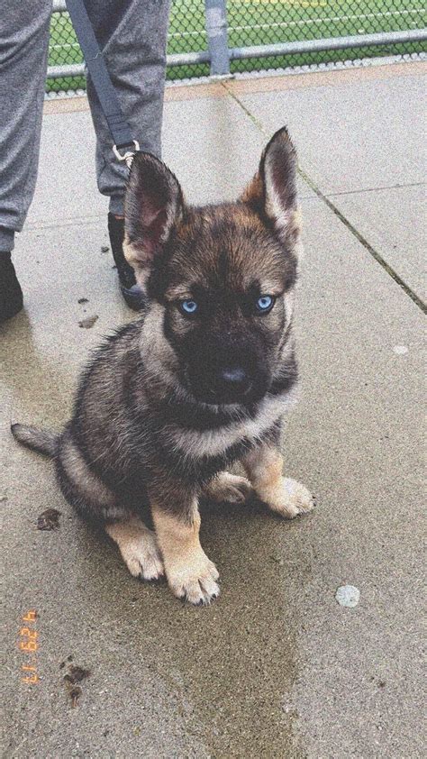 Pictures Of 7 Week Old German Shepherd Puppies