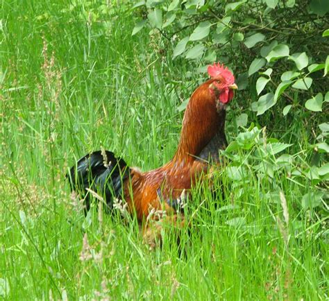 Kim in Drenthe: Haan