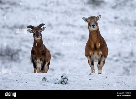 ovis musimon corsica  res stock photography  images alamy
