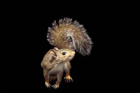 Gray Squirrels Are Smarter Than Red Squirrels