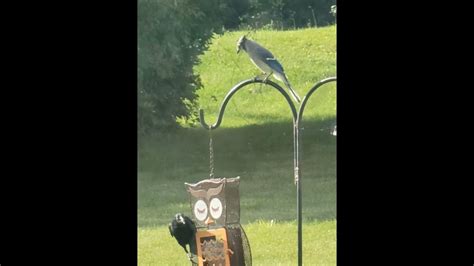 Blue Jay Youtube