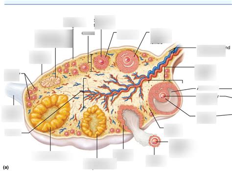 Human Ovary Anatomy Diagram | Quizlet