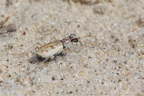 Ghost Tiger Beetle Ellipsoptera Lepida This Patch Of Sand Flickr