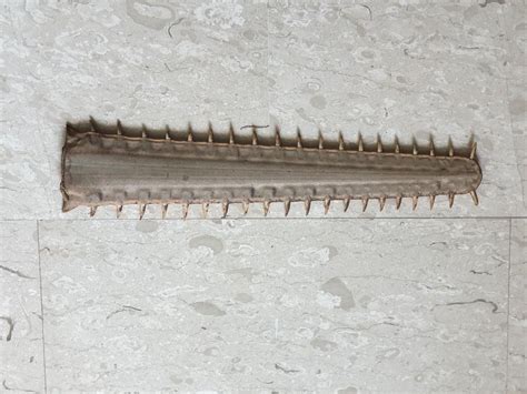 Sword nose shark, Hobbies & Toys, Memorabilia & Collectibles, Religious