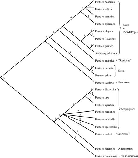Strict consensus tree of 195 MP trees based on heuristic analysis of ...